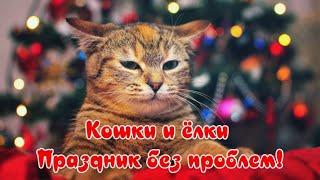 Кошки и ёлки Праздник без проблем! Cats and Christmas trees Holiday without problems!