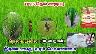 குறைந்த விலையில் நெல் வயலில் இரண்டாவது உரம் மேலாண்மை | Paddy Fertilizer Management | TPS 5 | Tamil