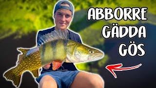 HOW MANY HOURS Will It Take To Catch PIKE / ZANDER / PERCH?! | Team Galant