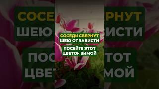 Посейте этот цветок зимой ,соседи свёрнут шею от зависти#цветы#сад