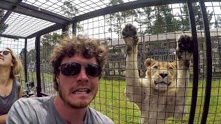 Surrounded by Lions / Vlog 005 - Orana Wildlife Park