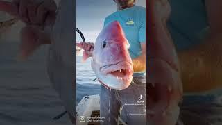 Dentex Gibbosus Catching Live Bait Trolling - Catture di dentice corazziere a traina col vivo