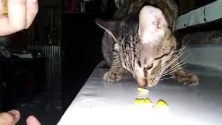 Cat eating Boiled Corn