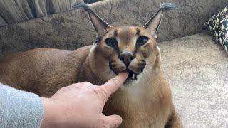 Big Floppa Hissing and Kneading : Caracal