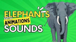 ELEPHANT SOUNDS with  ANIMATION - Sound Effects of Elephants Trumpeting, Rumbling, and Roaring