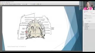 Learning the Tooth Surfaces!  With Dentalelle Tutoring