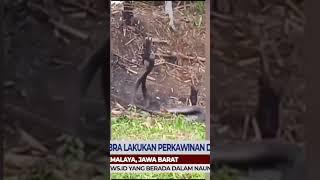 2 Ular Berbisa King Cobra Hebohkan Warga Tasikmalaya, Lakukan Perkawinan di Halaman Rumah Penduduk