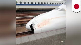 Bullet train accident: Parts found in nose of train - TomoNews