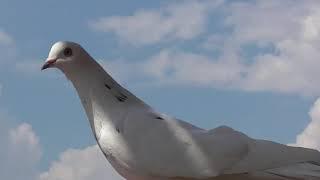 В дневную жару голуби летят лучше. Вороны танцуют в небе.