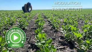 Scouting Sessions: Nodulation Assessments in Faba Beans