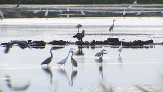 Rund 200 Seeadler treffen sich zum Fressen