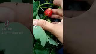 Strawberry PLANT #yooragardentips #plants #strawberry #strawberryfruit