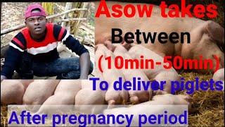 How long does a female pig(sow) take to deliver piglets after pregnancy period #pig #farmers