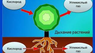 Как дышат растения?