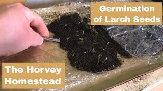 Germination & Stratification of Larch Seeds (Part 1 of 2)