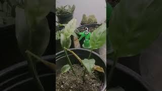 What Problem Is Killing My Plant?- Shorts