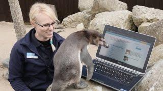 Lonely Penguin Joins Dating Site Plenty of Fish to Find a Mate