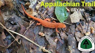 Mysterious Cairns, Rushing Rivers, and Orange Salamanders! | Appalachian Trail Thru Hike 2024 Day 68