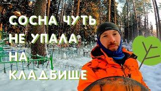 ВЫСОКАЯ СОСНА ЧУТЬ НЕ УПАЛА НА КЛАДБИЩЕ  A TALL PINE TREE ALMOST FELL INTO THE CEMETERY