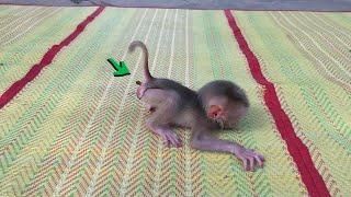 [Great J0b] Poor Newborn Baby Monkey Weakness Walk Till Through Poop