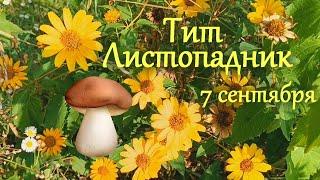 7 сентября. Тит Листопадник. Народный праздник.