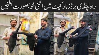 College Road Birds Market Rawalpindi | Most Beautiful Ducks Black Swan | Black Swan Prices