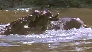 Crocodile strikes Wildebeest! | Massive Nature | BBC Earth