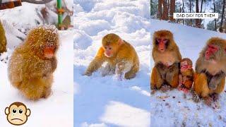 Monkey Daily Life. The weather is harsh for the monkeys in the forest, they are hungry and cold.