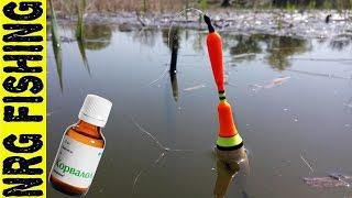 Catching crucian carp in reeds | Harvesting the crucian on the float