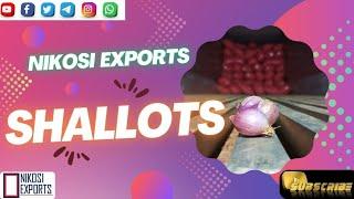 Shallots Export  | Small onion exporting | Global trading | Onion packing | International Business