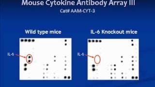 RayBiotech Product Overview.wmv