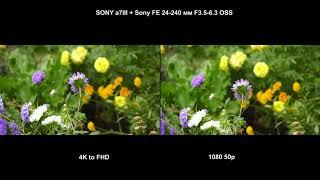 APS-C/Super 35mm. 4K to FHD vs FHD 50p 3