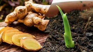 How to Grow Ginger | Homemade Strategy