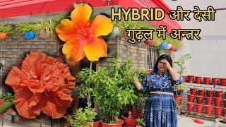 कौनसा गुढ़ल लगाए - HYBRID या देसी? || DESI VS HYBRID HIBISCUS - DIFFERENCE? || FUN GARDENING