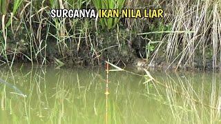 mancing ikan nila disini harus bawa umpan lumut yang banyak