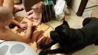 Cane corso Balder kisses a baby  Бальдер и малышка