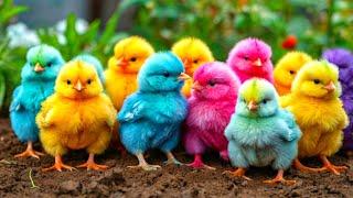 Cute Animals, World Cute Chickens, Colorful Chickens, Rainbows Chickens, Cute Ducks, Cat, Rabbit