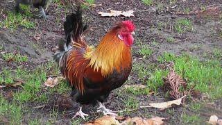 Rooster nonstop crowing loud in the early morning !