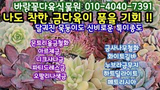 다육이금 전문매장 국민다육이도 묵둥이로 쇼핑  (25.1.10)바람꽃 다육식물원 010-4040-7391 초보 금다육이 도전 기회 !!