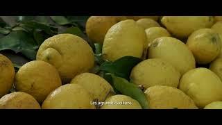  PONTHIER : Citron jaune de Sicile