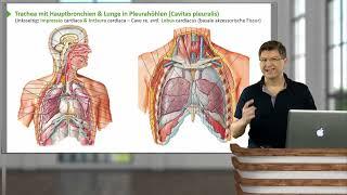 Atmungssystem: Überblick Atemwege (Trachea & Bronchialsystem, Lunge, Pleura, Gefäße, Inn.)