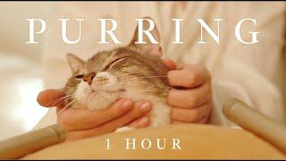 1 Hour | ASMR :  Healing Cat Massage and Happy Purring for Focus, Relaxation, and Deep Sleep