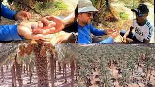 Find out Why Israel's Desert is the Leading Producer of  Dates Globally #IsraelDates #Aravafarms