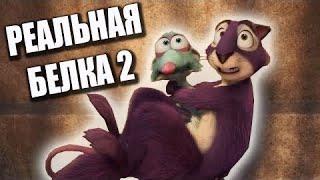 Смех момент РЕАЛЬНАЯ БЕЛКА #2