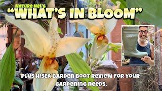 The amazing Stanhopia orchid in bloom and other rare beauties. Plus a review on HISEA garden boots.