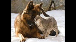  Maybe this is love?  Funny video with dogs, cats! 