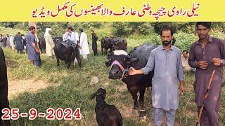 Nili Ravi chichawatani arif wala buffaloes in dongi mandi kotli mirpur kharian mandi buffaloes kotli