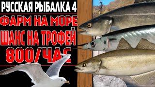 СУПЕР ПРИБЫЛЬНАЯ СБОРКА на  НОРВЕЖСКОМ МОРЕ! 1000+ ФАРМ  СЕРЕБРА/ЧАС  ● Русская Рыбалка 4 | РР4