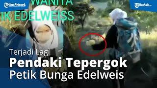 Terjadi Lagi, Video Viral Pendaki Ketahuan Petik Edelweis di Gunung Lawu