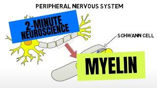 2-Minute Neuroscience: Myelin